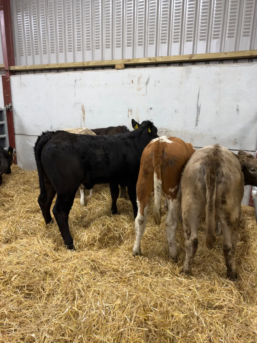 Heifers - Image 1