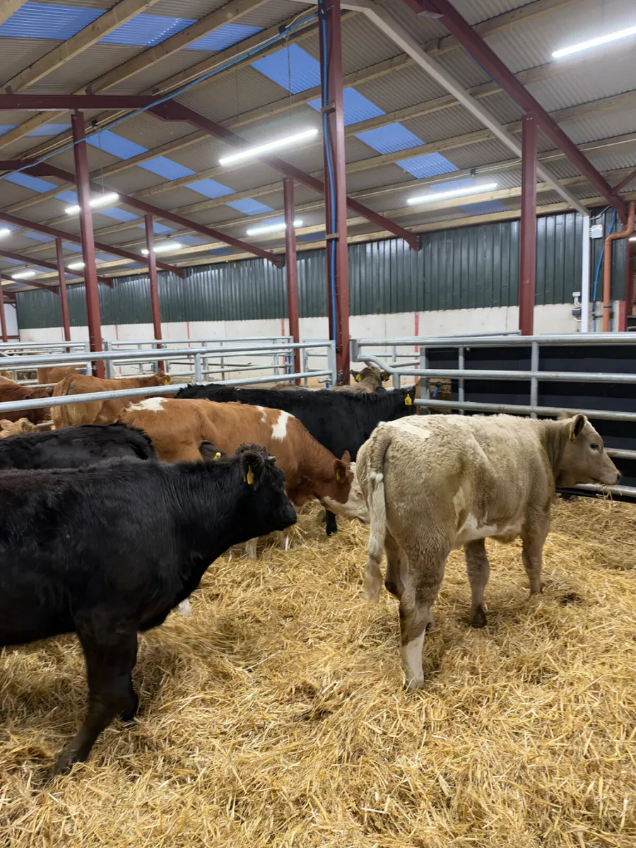 Heifers - Image 4