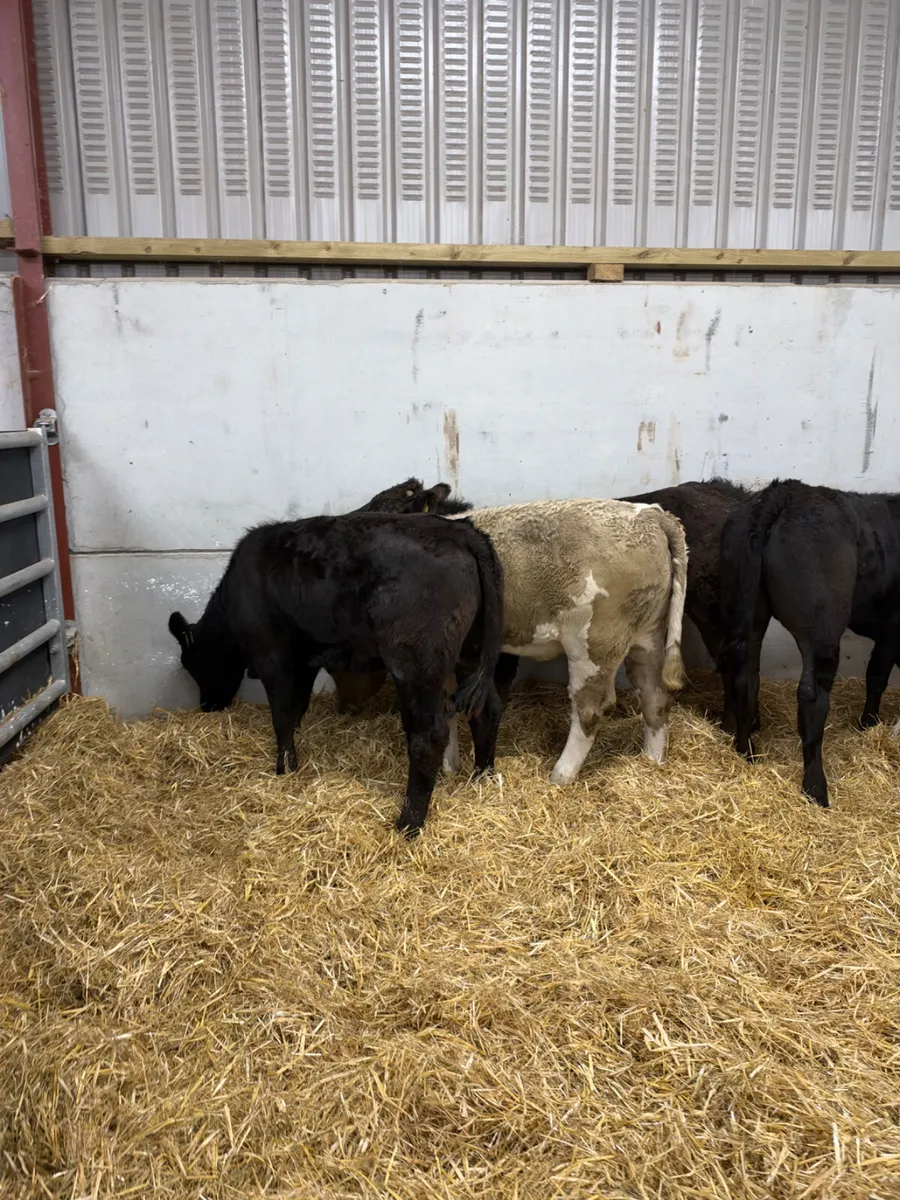 Heifers - Image 3