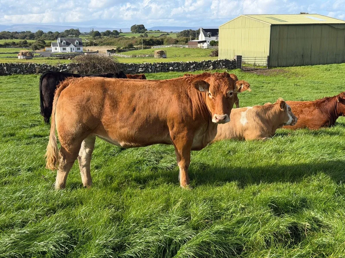 Headford Mart 10 Oct | In Calf Heifer Springers - Image 2
