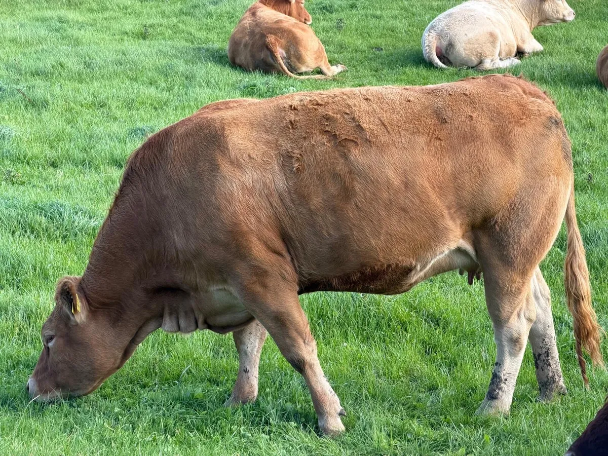 Headford Mart 10 Oct | In Calf Heifer Springers - Image 4