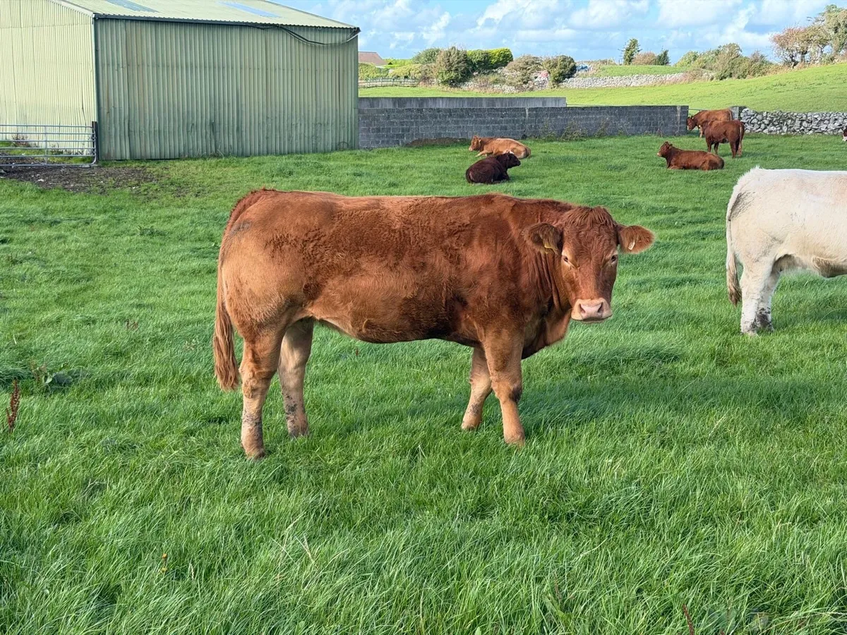 Headford Mart 10 Oct | In Calf Heifer Springers - Image 3