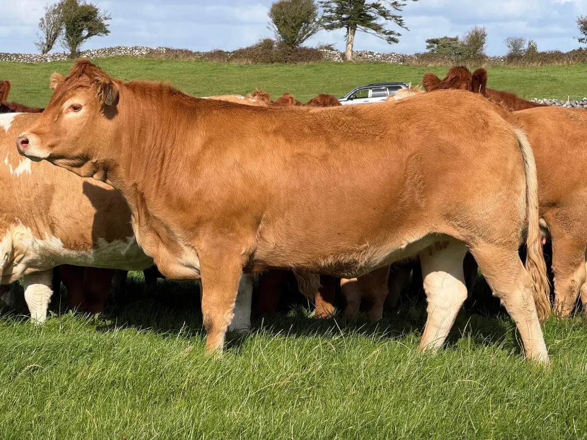 Headford Mart 10 Oct | In Calf Heifer Springers - Image 1