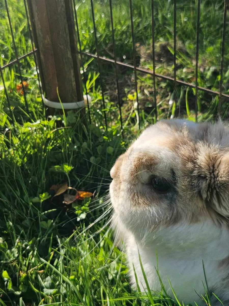 Free Rabbits - Image 2