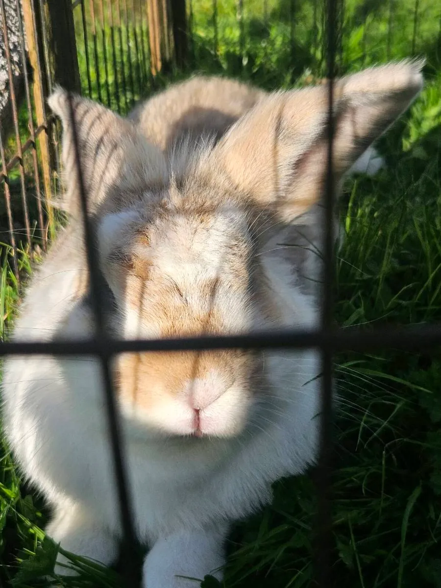 Free Rabbits - Image 4