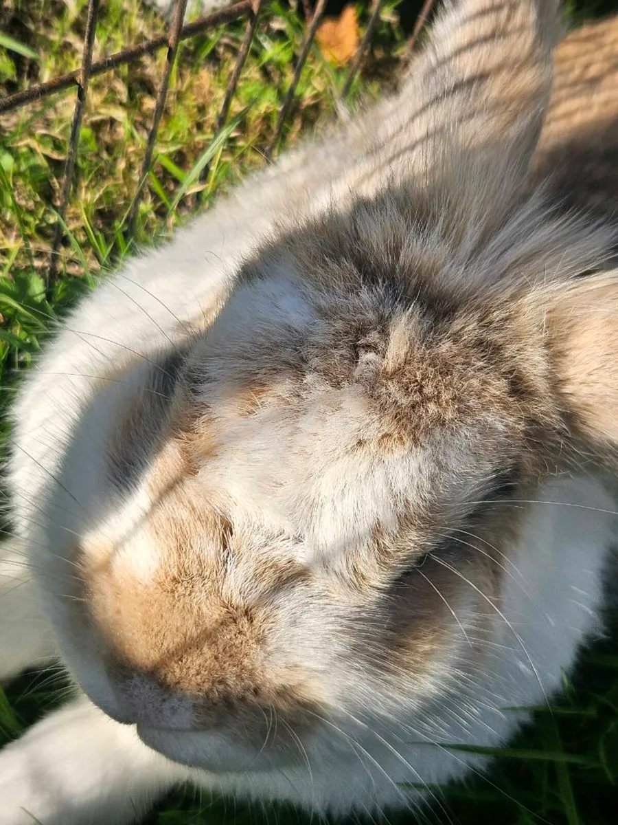 Free Rabbits - Image 1