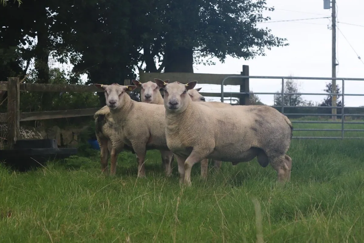 Charollais Rams - Image 4