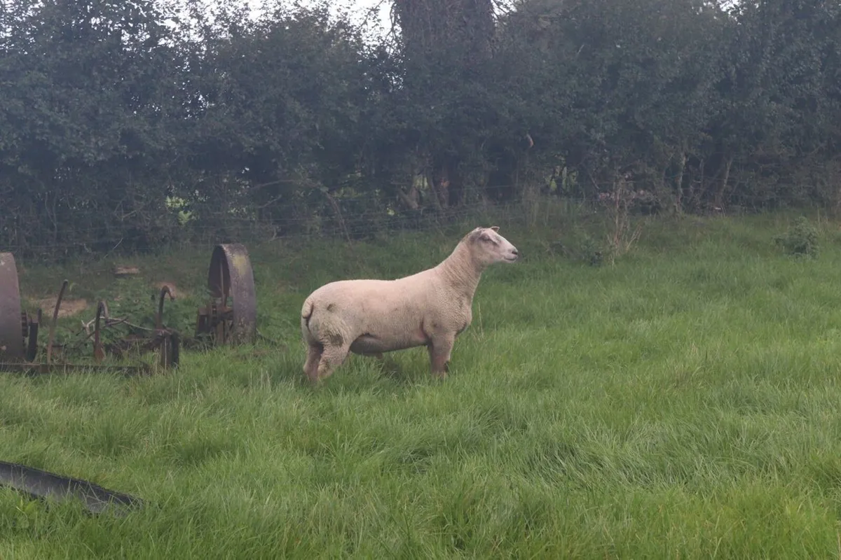 Charollais Rams - Image 3