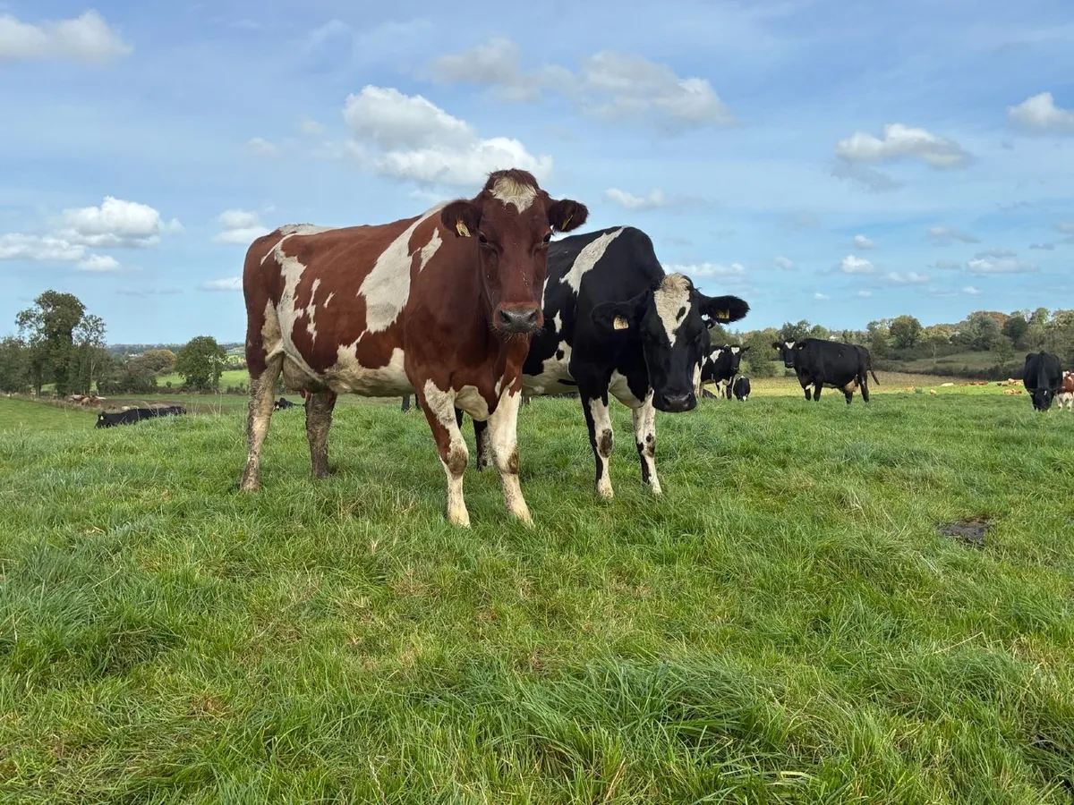 170 Spring calving herd 596KG/MS - Image 1