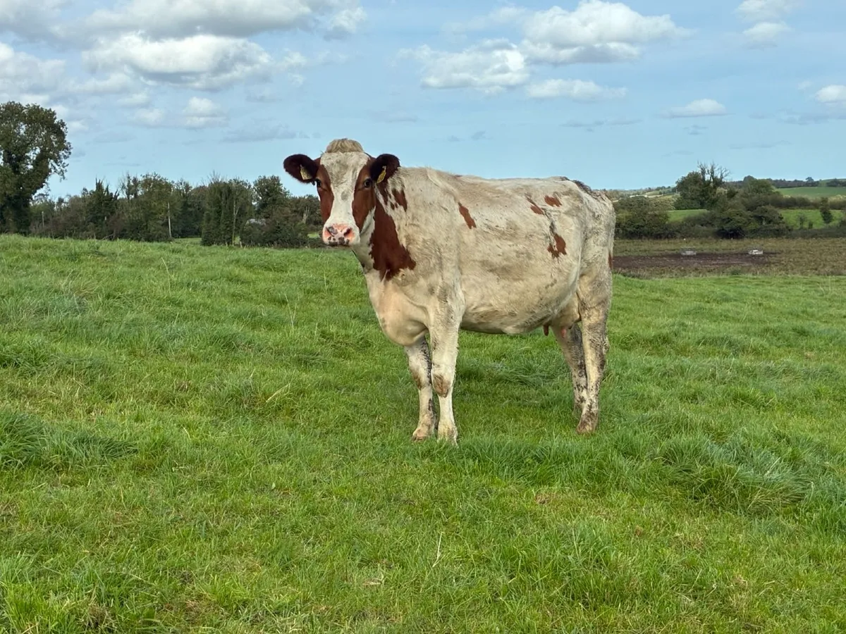 170 Spring calving herd 596KG/MS - Image 2