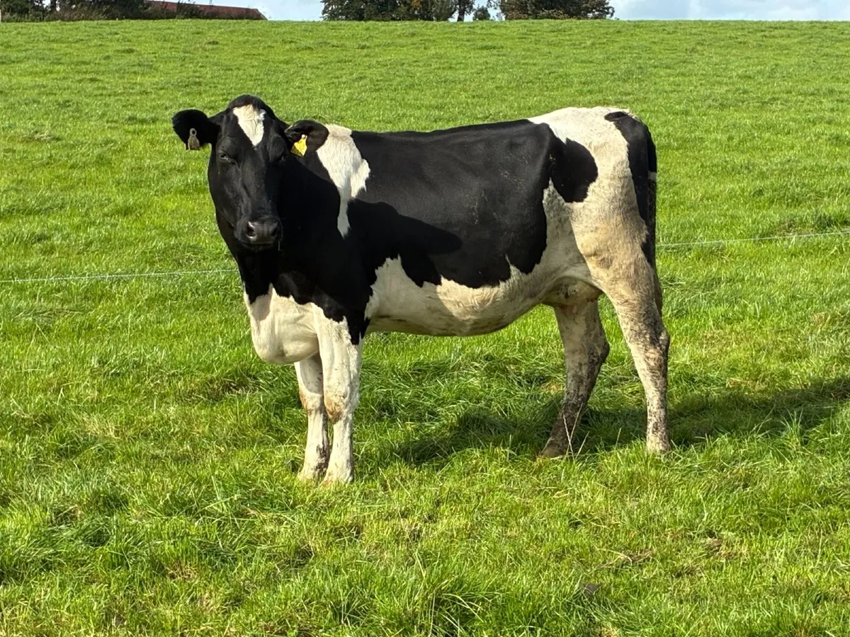 170 Spring calving herd 596KG/MS - Image 3