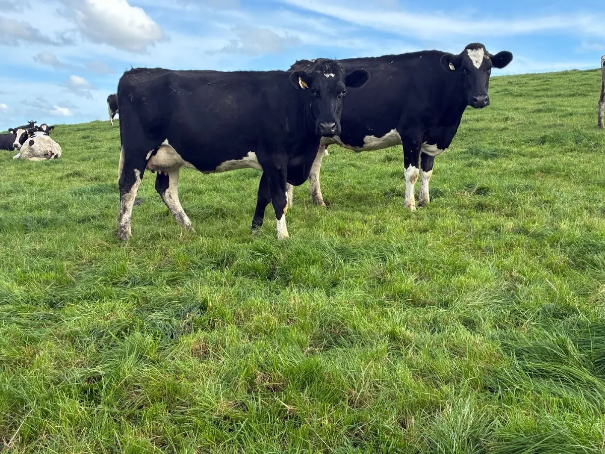 170 Spring calving herd 596KG/MS - Image 4