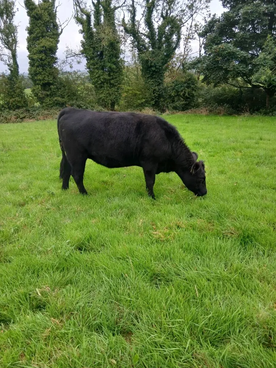 Store Heifers - Image 1