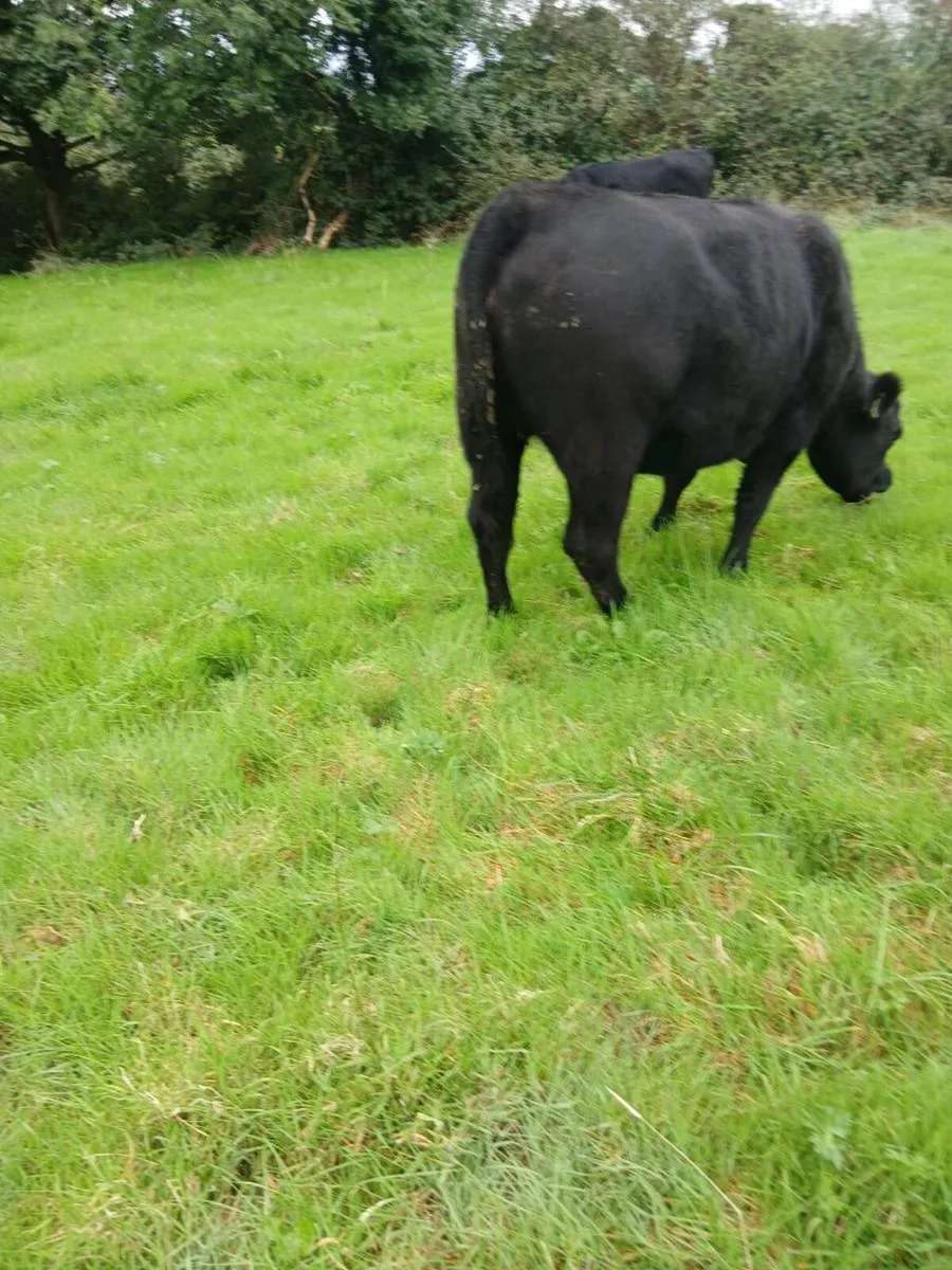 Store Heifers - Image 2