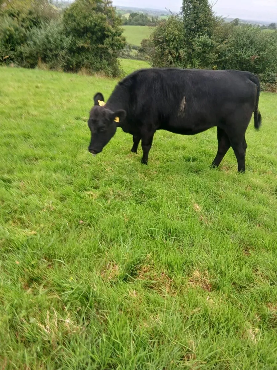 Store Heifers - Image 3