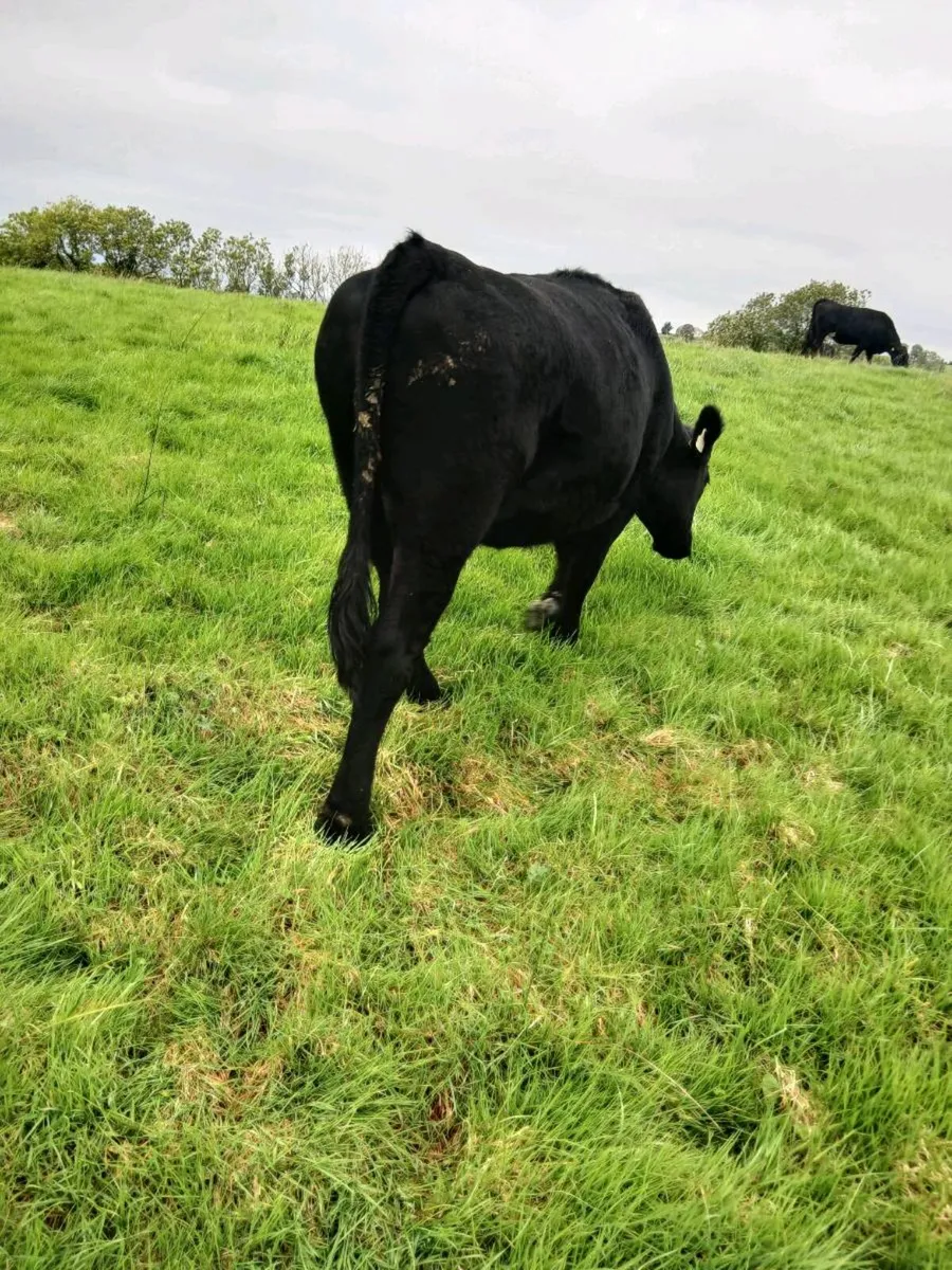 Store Heifers - Image 4
