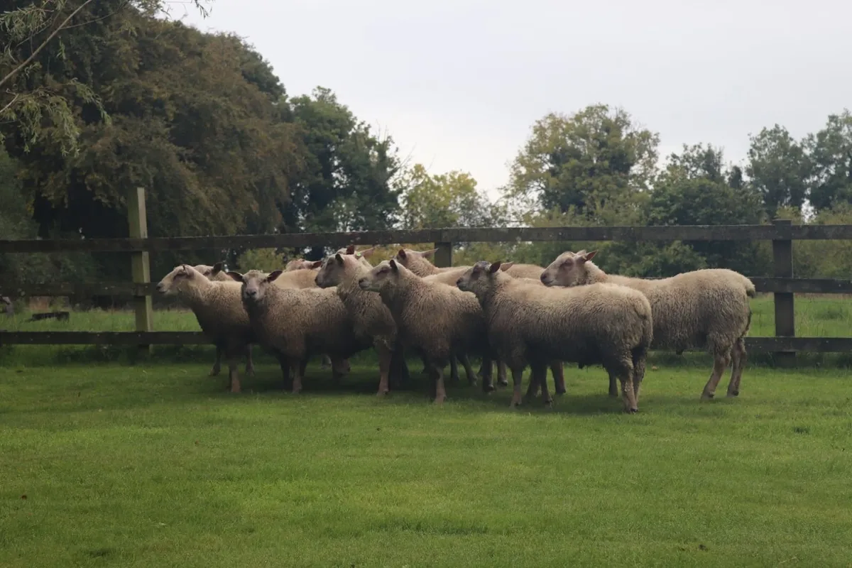 Charollais Rams - Image 1