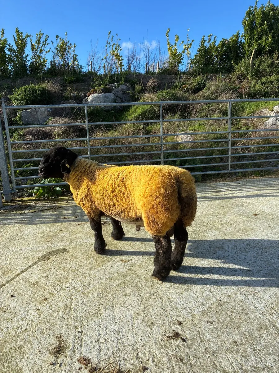 Pedigree Suffolk Ram Lamb - Image 4