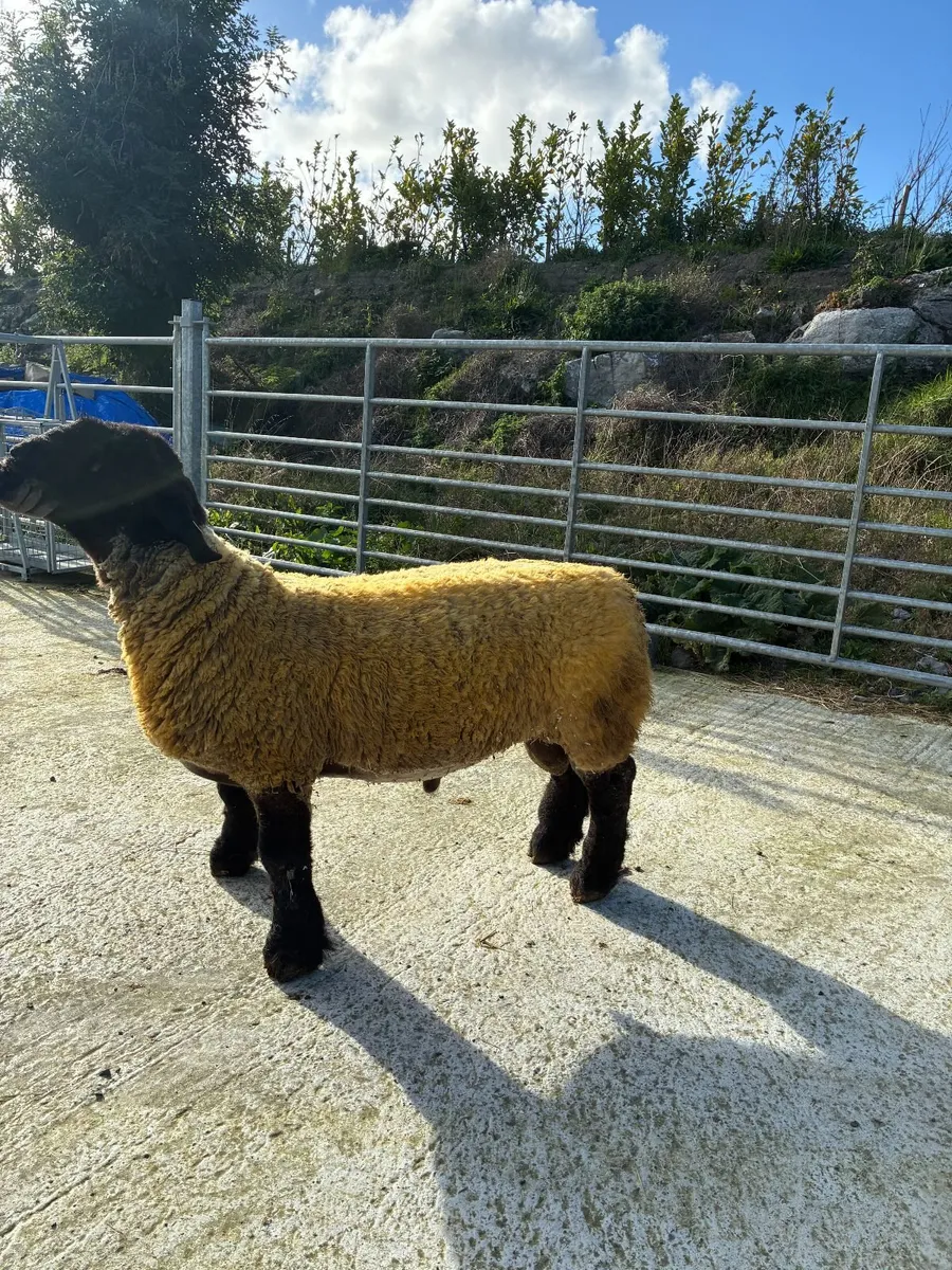 Pedigree Suffolk Ram Lamb - Image 3