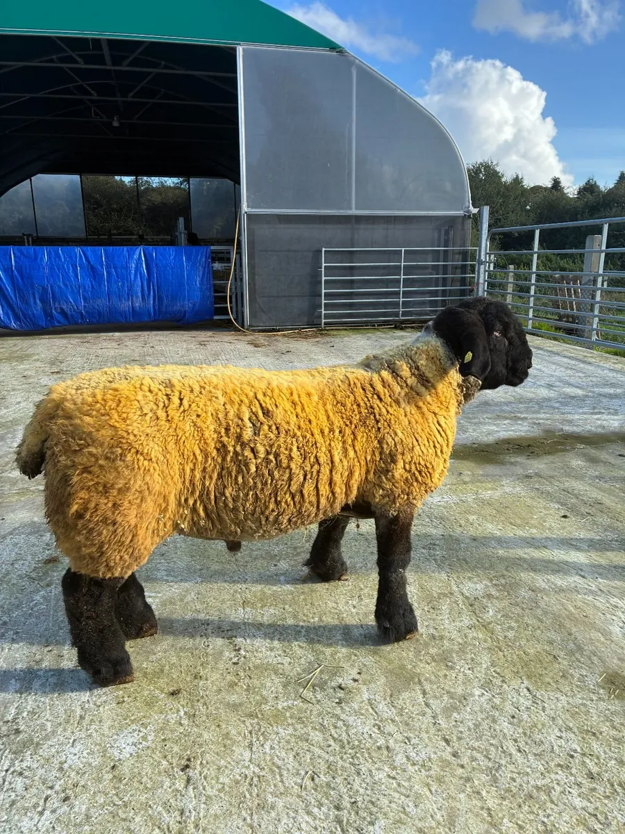 Pedigree Suffolk Ram Lamb - Image 1
