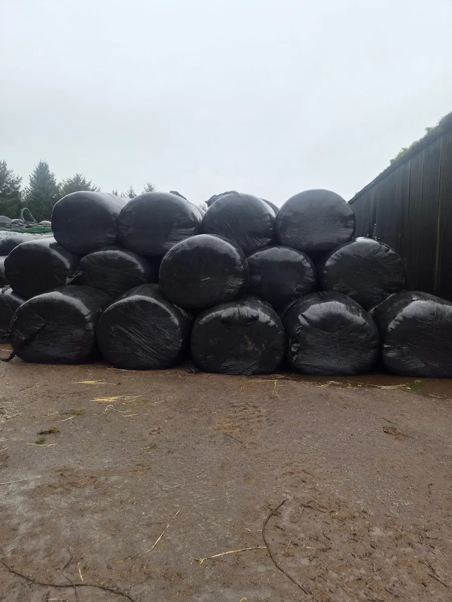 Silage bales - Image 1