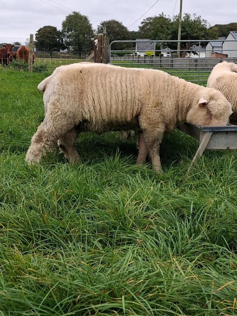 Poll Dorset ram lambs - Image 2