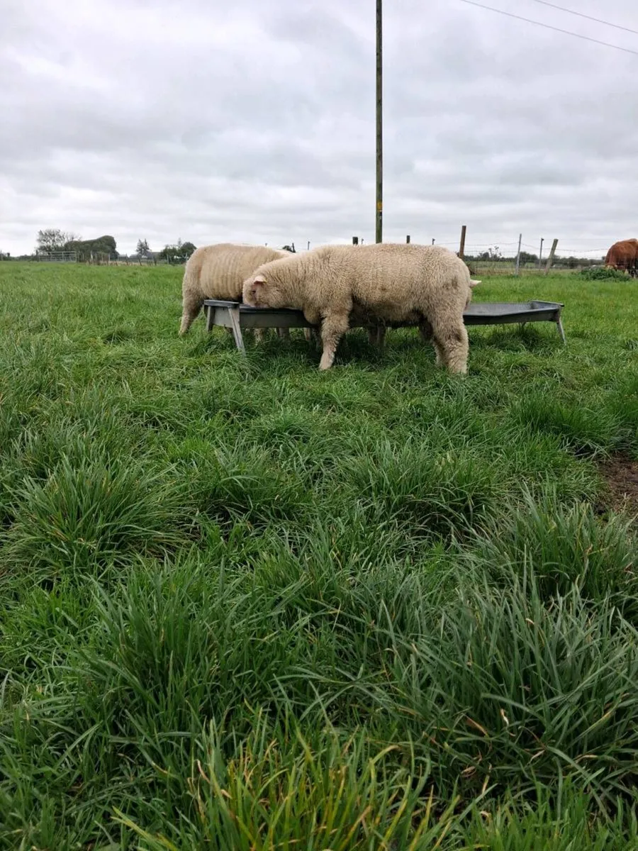 Poll Dorset ram lambs - Image 3