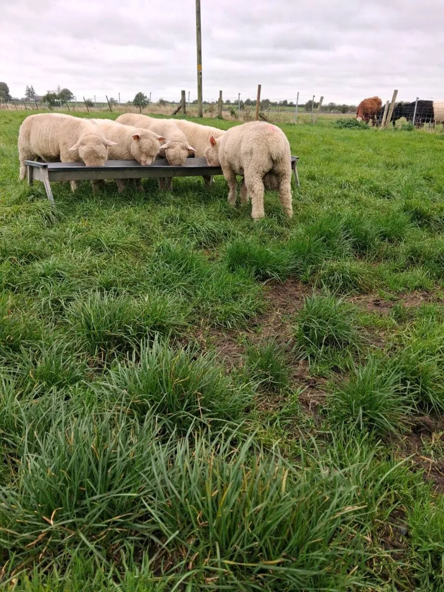 Poll Dorset ram lambs - Image 4