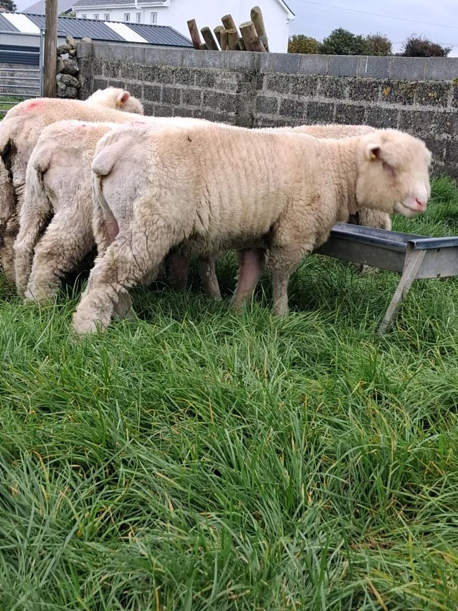 Poll Dorset ram lambs - Image 1