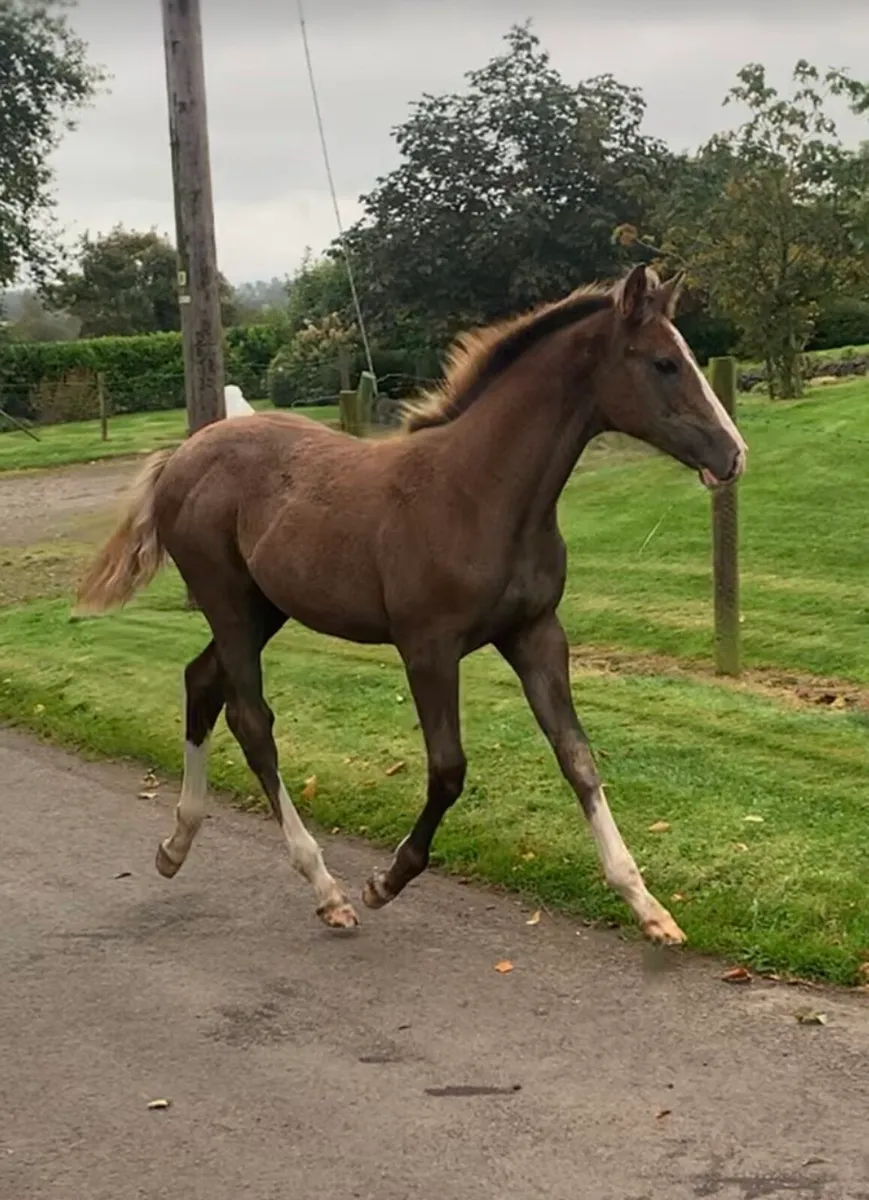 Showjumping filly foal - Image 1