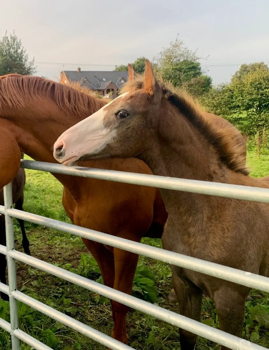 Showjumping filly foal - Image 2
