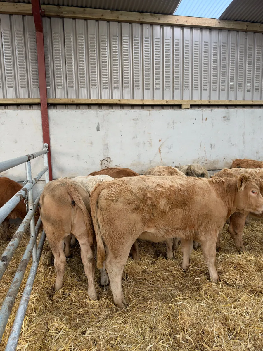 Charolais heifers - Image 3