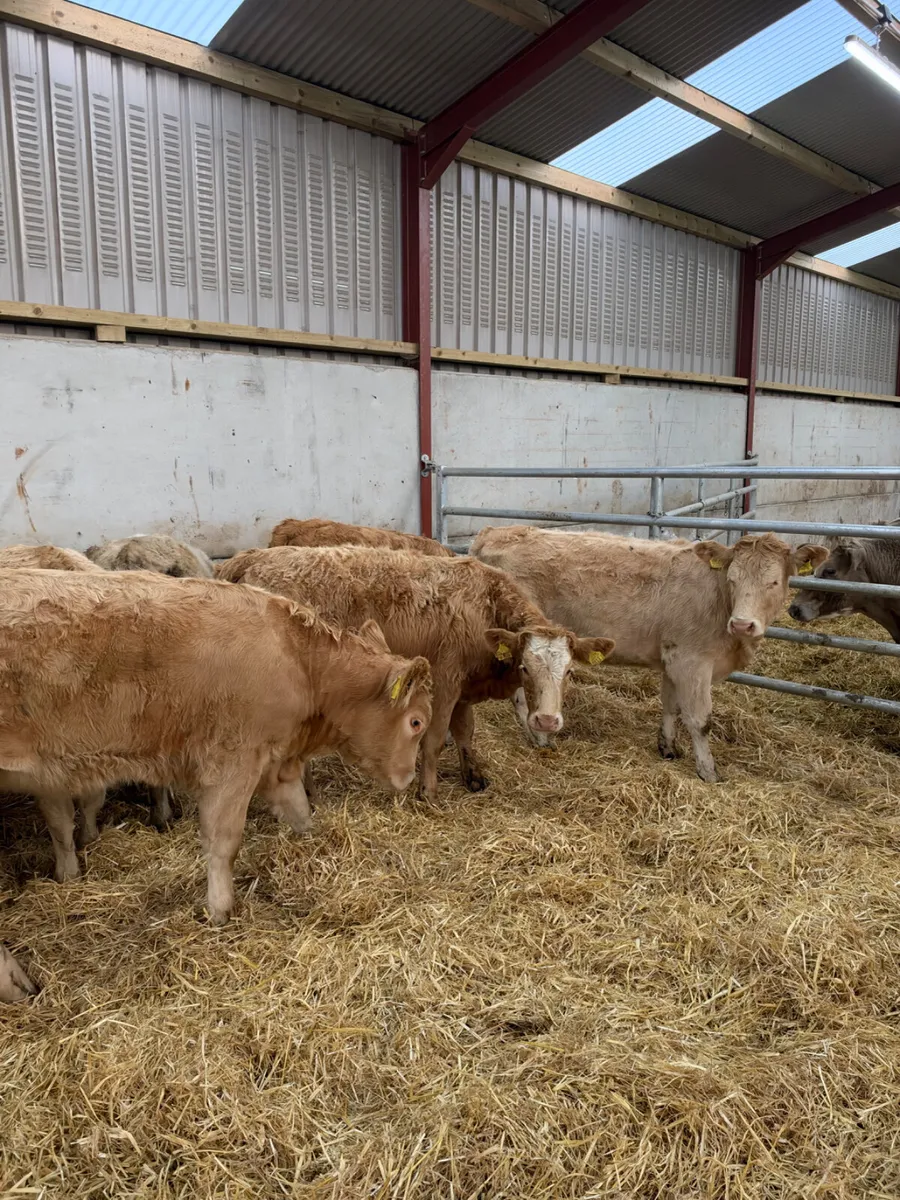 Charolais heifers - Image 2