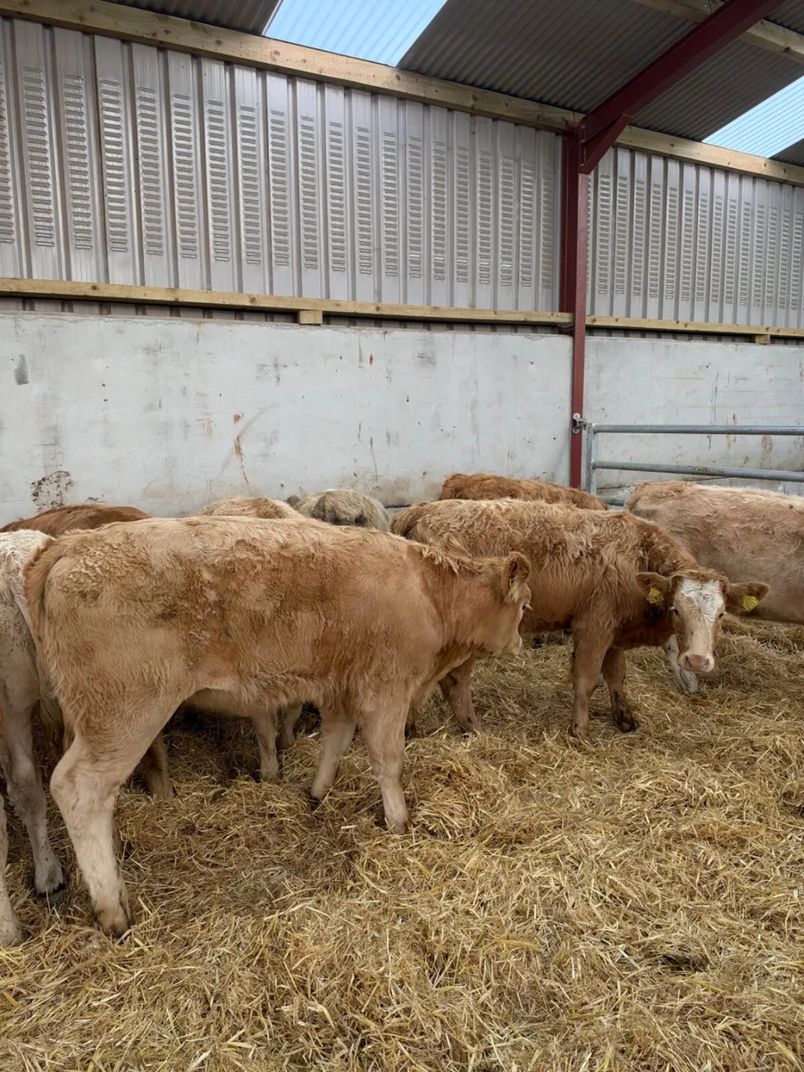 Charolais heifers - Image 1