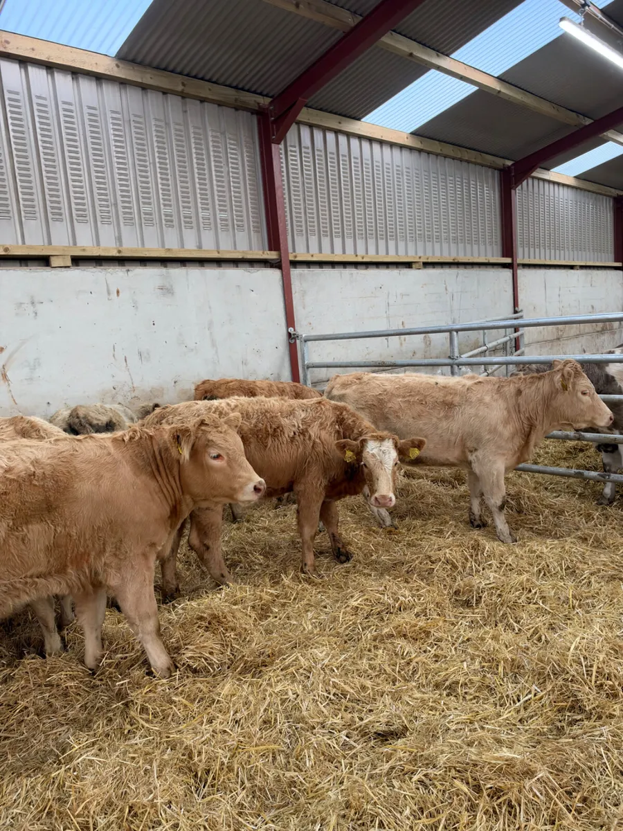 Charolais heifers - Image 4