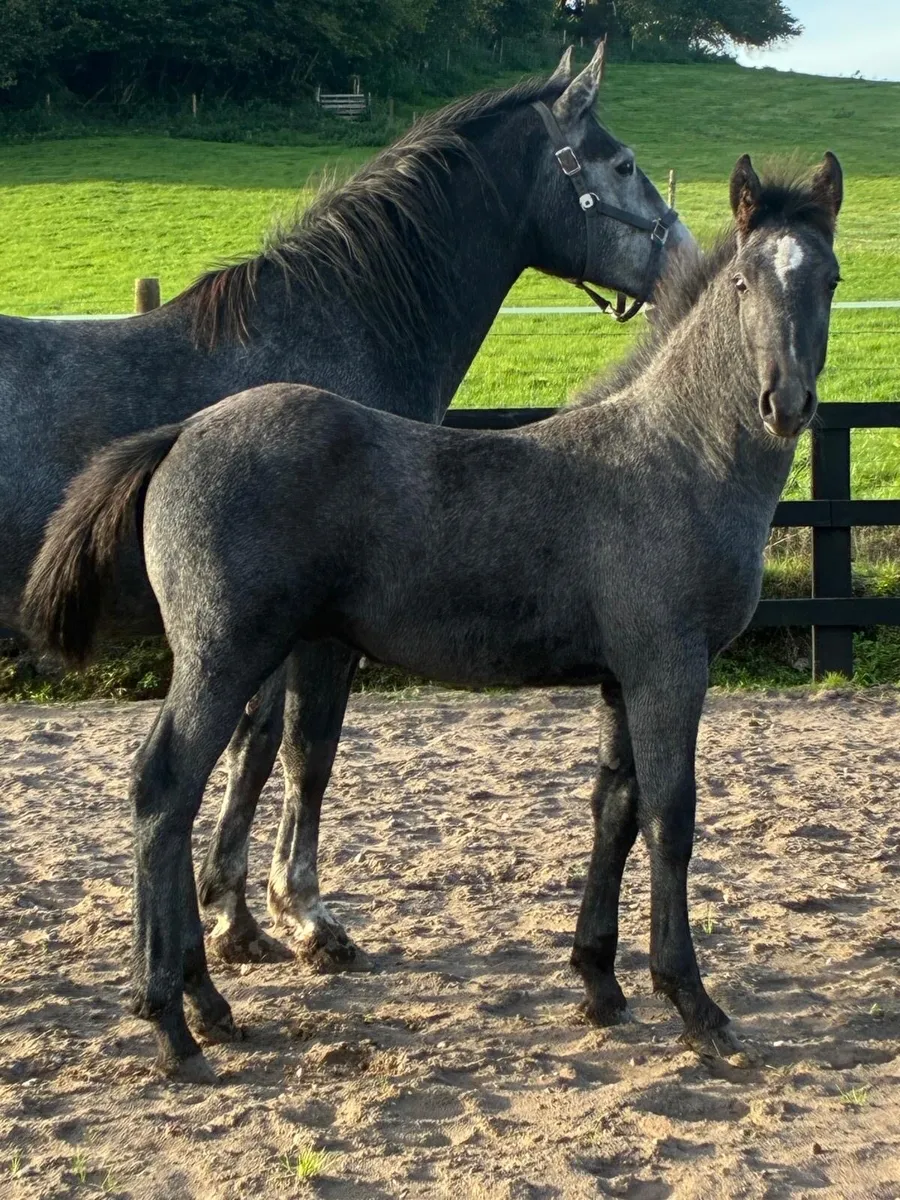 Quality Irish Draught Colt - Image 1