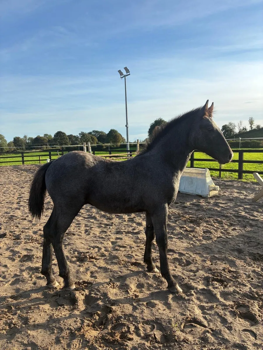 Quality Irish Draught Colt - Image 2
