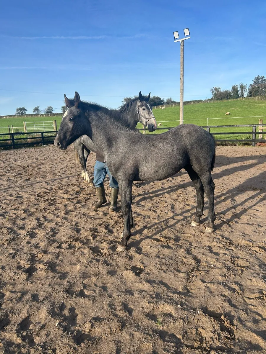 Quality Irish Draught Colt - Image 3