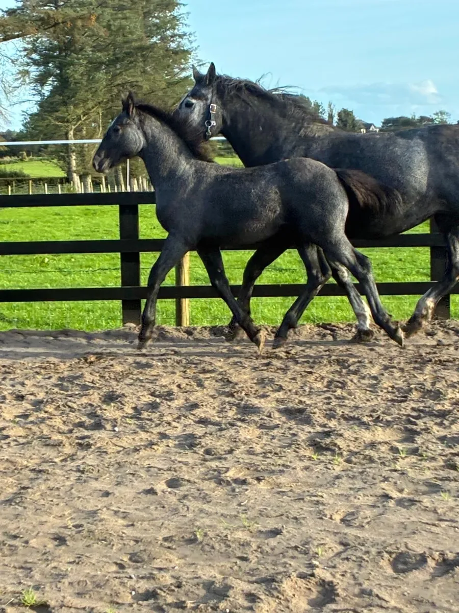 Quality Irish Draught Colt - Image 4