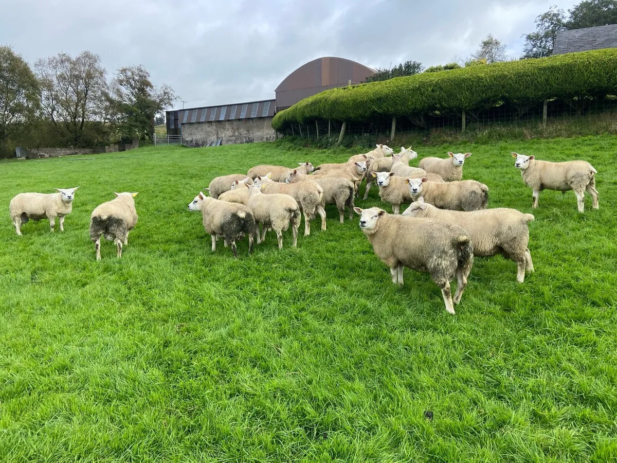 Texel and CharTex Rams - Image 4