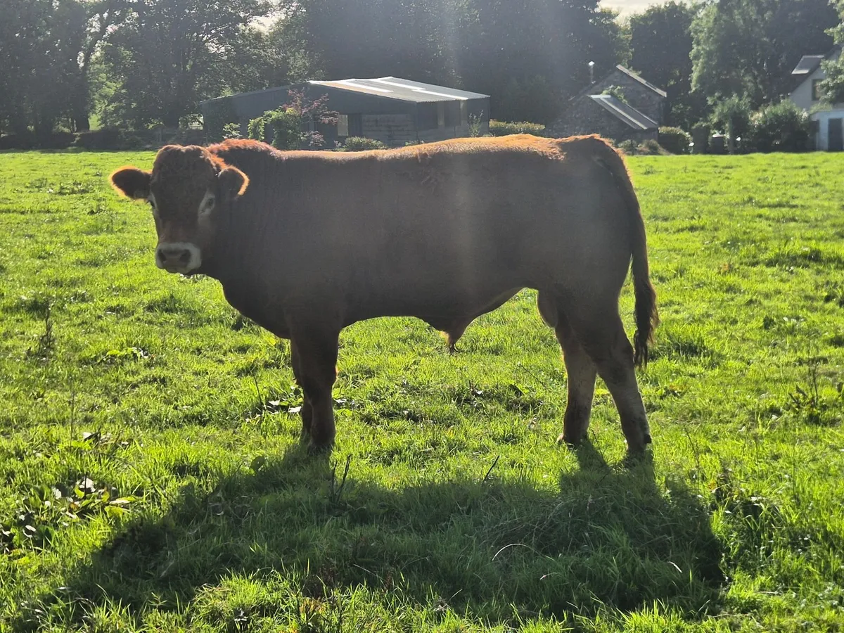 Limousin PBR Bulls - Image 2