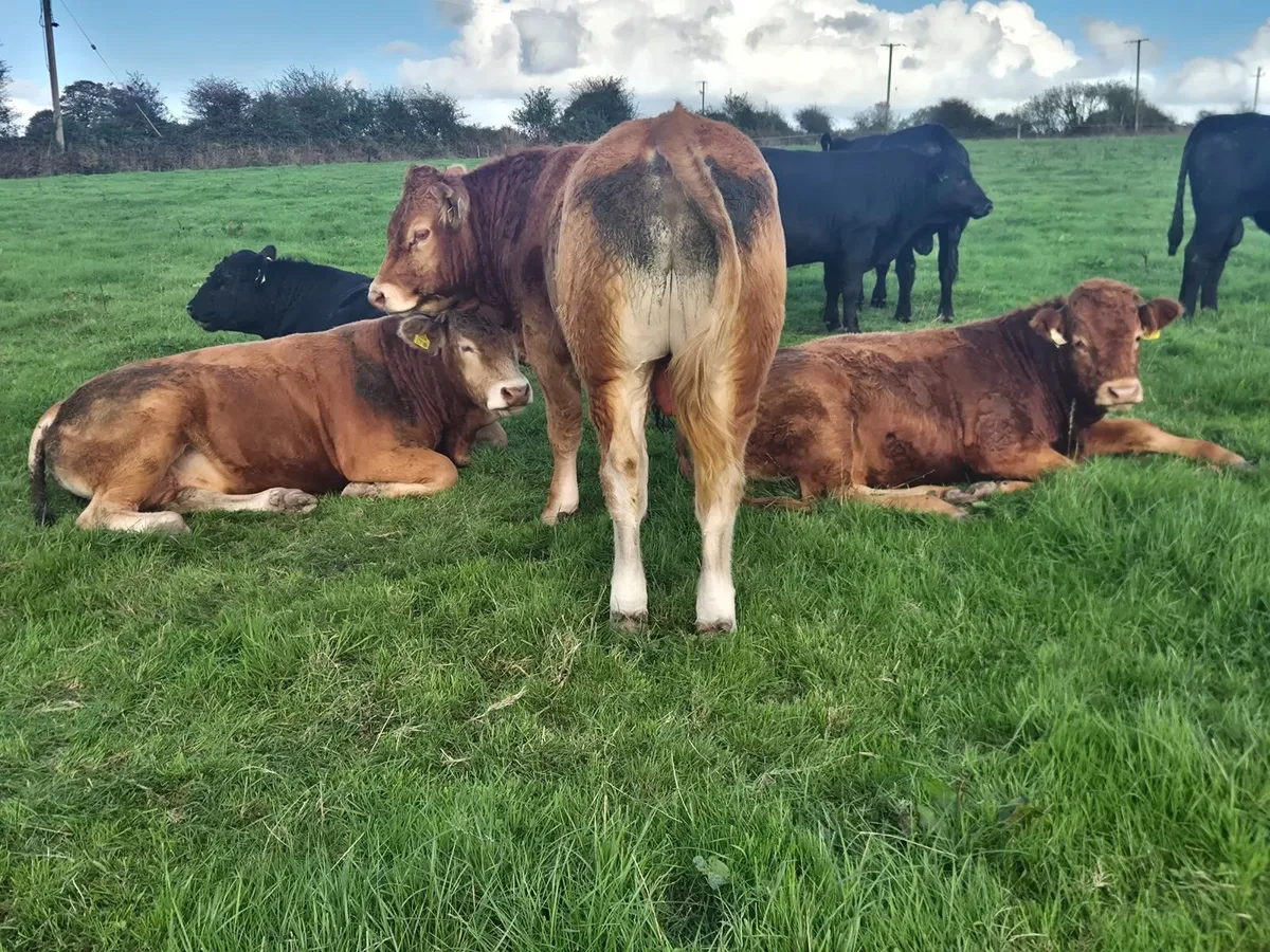 Limousin PBR Bulls - Image 3
