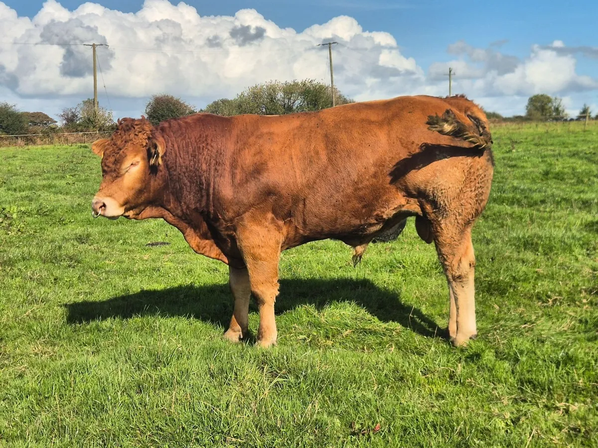 Limousin PBR Bulls - Image 4
