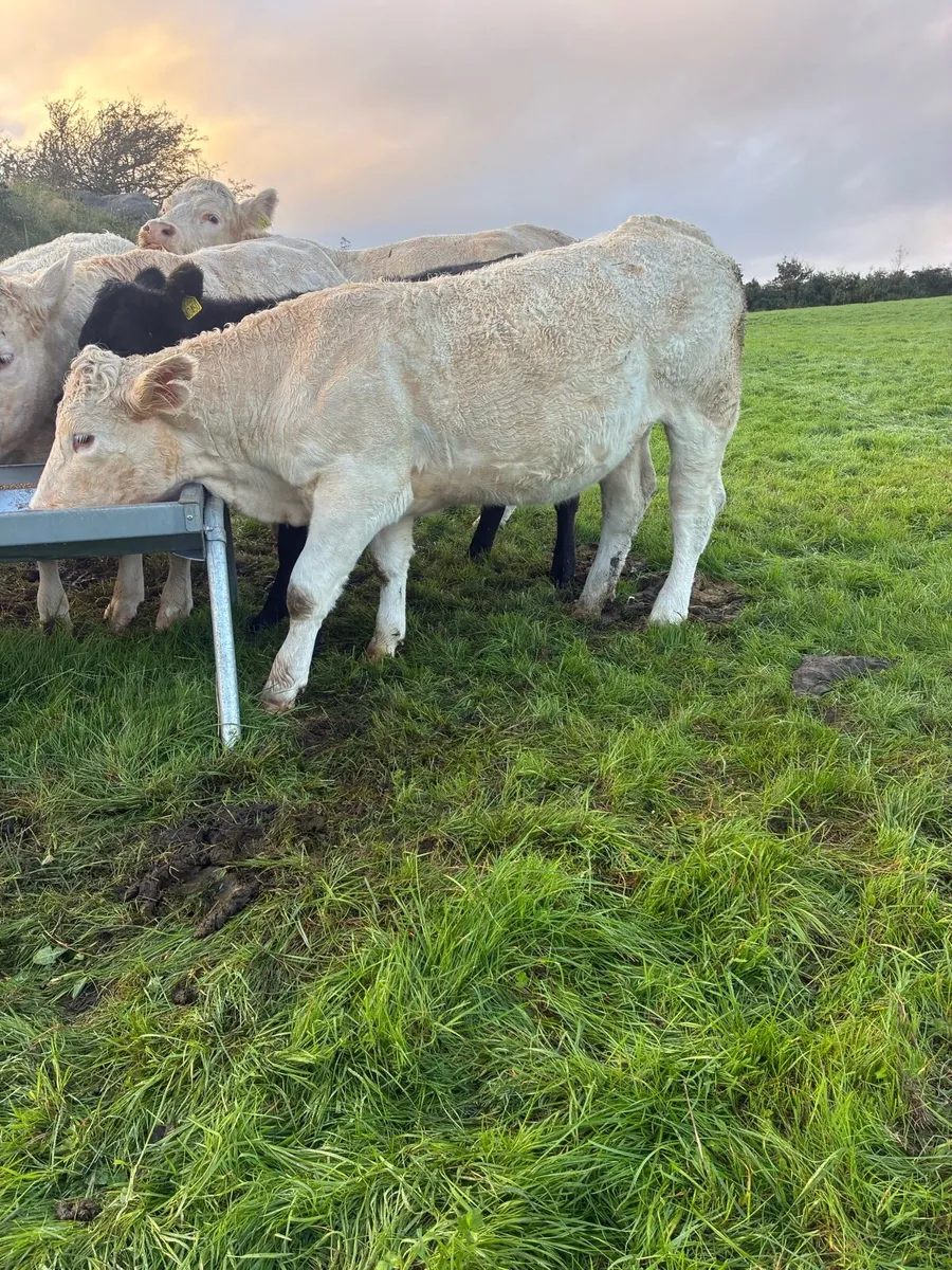 PBR heifers for Kenmare Mart 1st Oct - Image 1