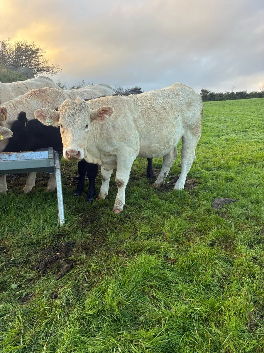 PBR heifers for Kenmare Mart 1st Oct - Image 2