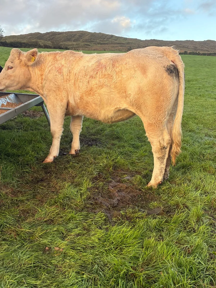 PBR heifers for Kenmare Mart 1st Oct - Image 4