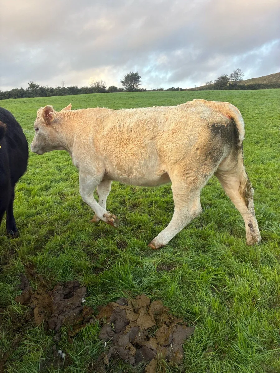 PBR heifers for Kenmare Mart 1st Oct - Image 3