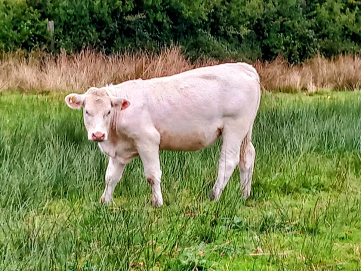 Pedigree charolai heifers 3 in total - Image 2