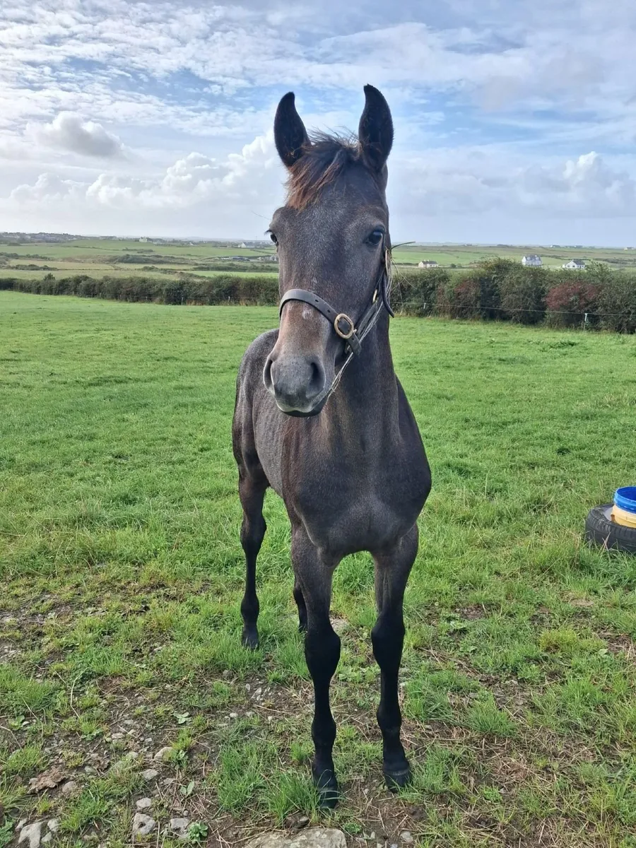 Colt Foal - Image 1