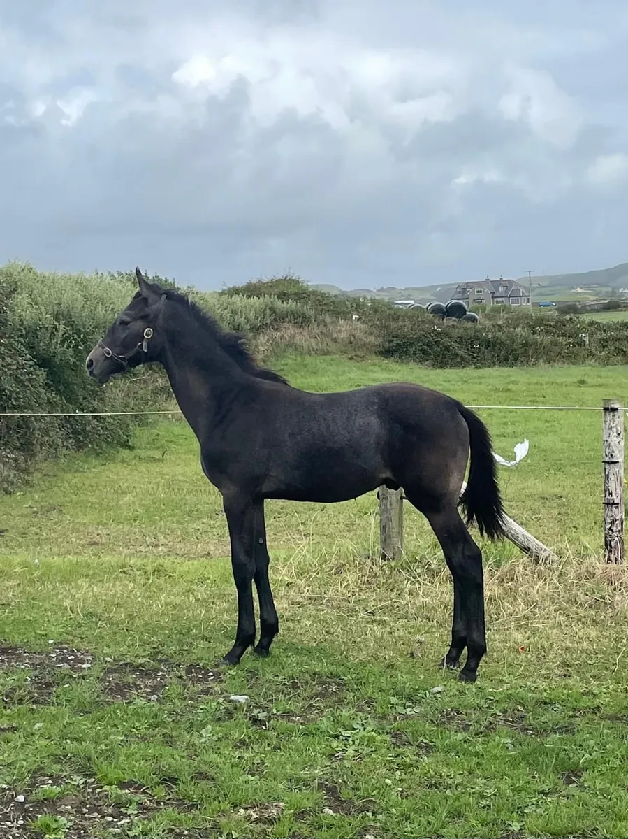 Colt Foal - Image 2